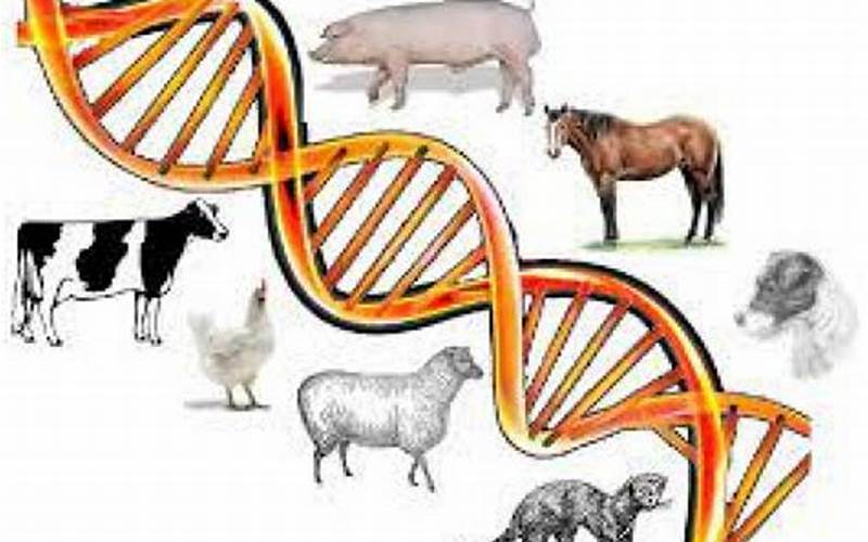 Genetics And Breeding In Livestock Farming