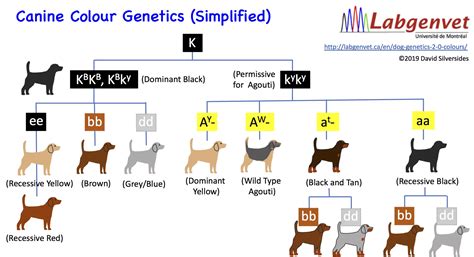 Genetics Behind the Fawn Labrador Color