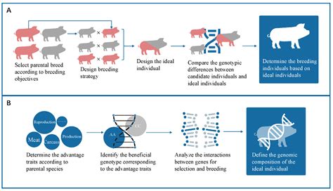 Genetics and Breeding Quality