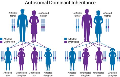 Genetics and Inheritance Simplified