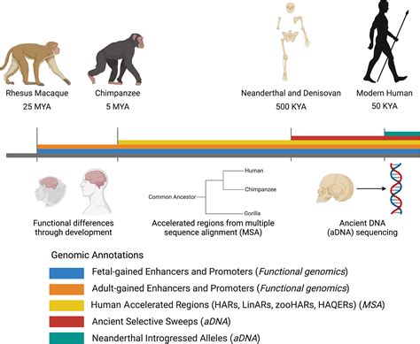 Genetics and Lineage