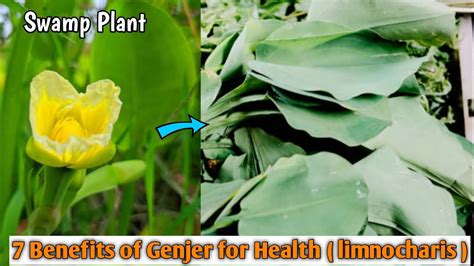 Genjer: Health Benefits & Nutritional Powerhouse