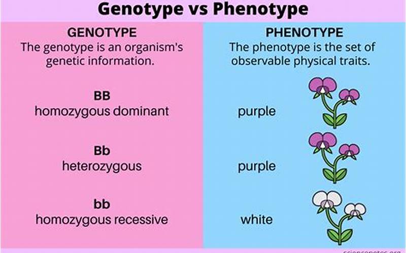 Genotype Vs Phenotype