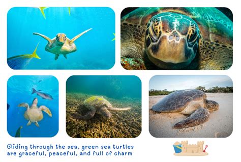 Gentle Giants Sea Turtles