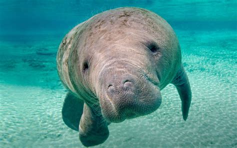 Gentle Manatee