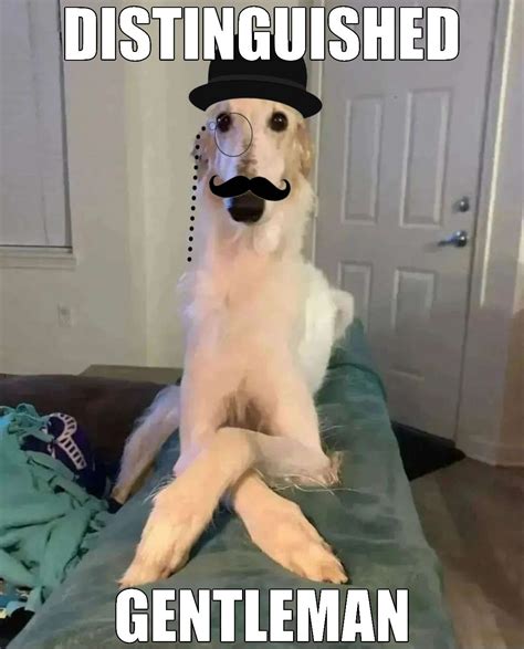 Gentleman Dog Meme