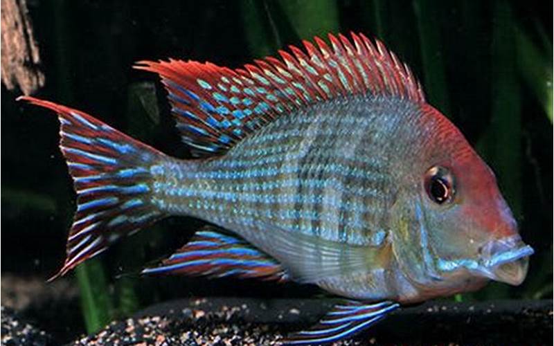 Geophagus Red Head Tapajos Behavior