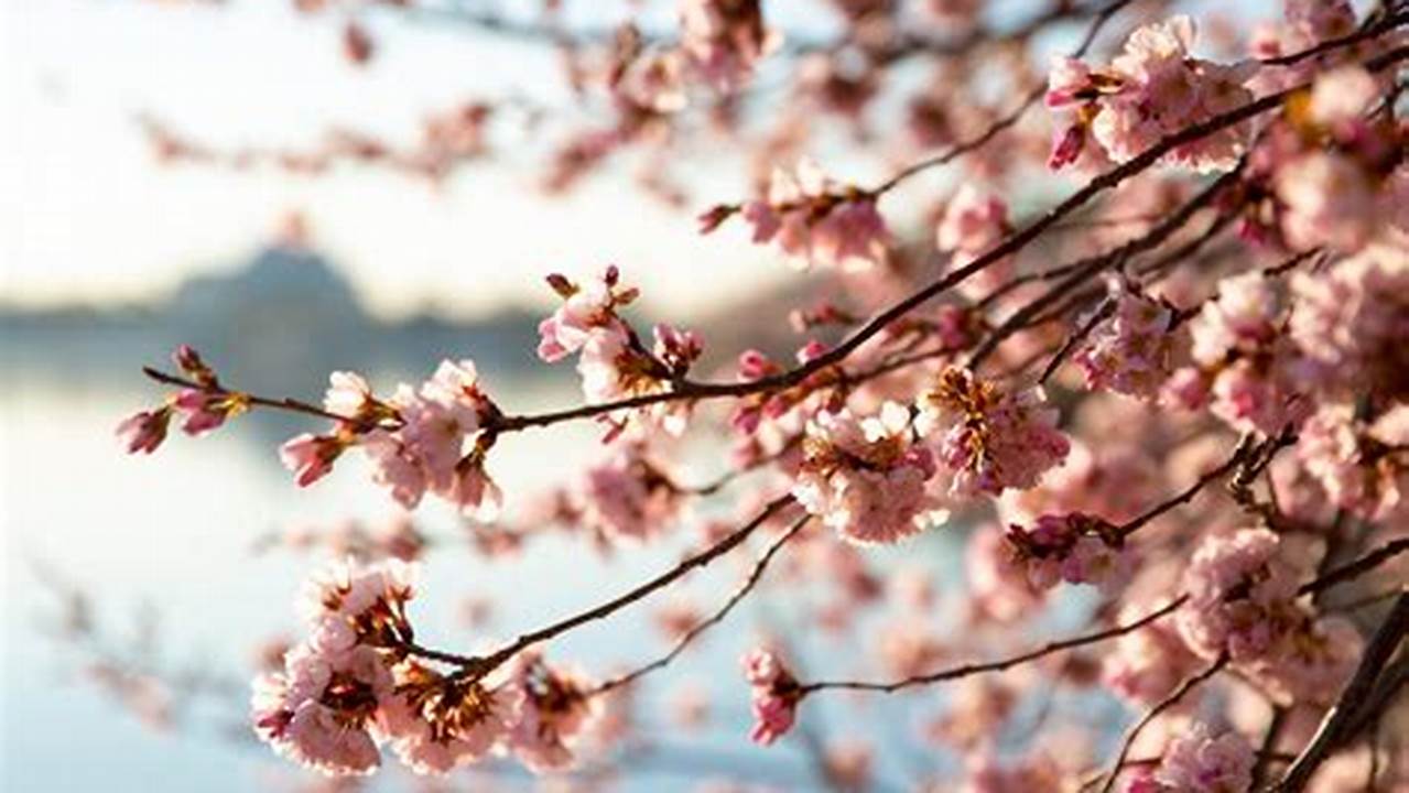 Georgetown University Spring Break 2024