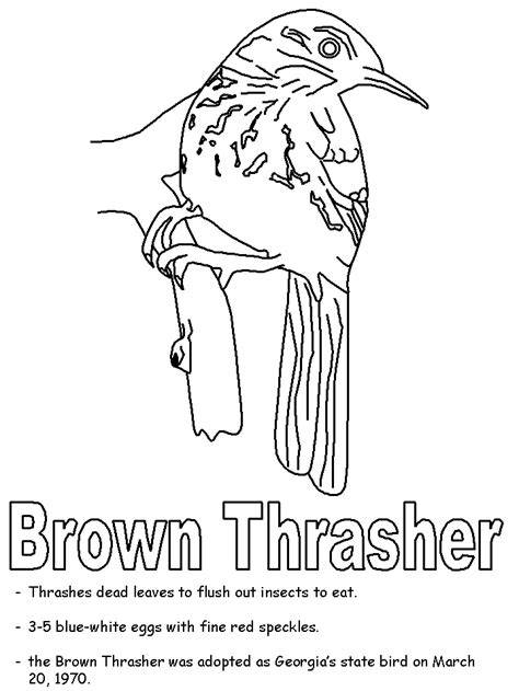Georgia State Bird Coloring Page
