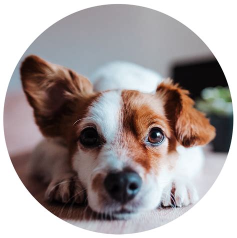 Expert Care for Your Furry Friends: Gerber Small Animal Hospital - Top Veterinarians in [City Name]