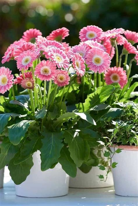Introducing The Gerbera Daisy Air Purifier: A Unique Way To Cleanse Your Indoor Air