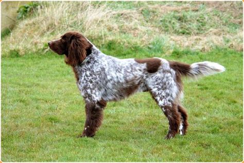 German Longhaired Pointer vs Black Russian Terrier Breed Comparison
