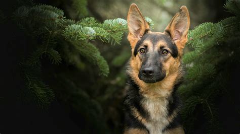 German Shepherd Background Dog Wallpaper