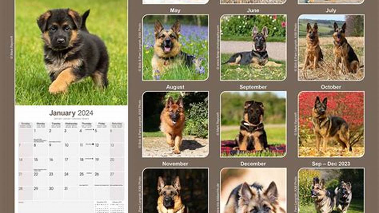 German Shepherd Calendar Contest