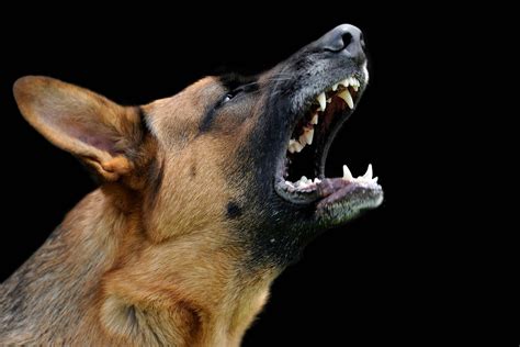 German shepherd Barking sounds behavioral Problems and Solutions