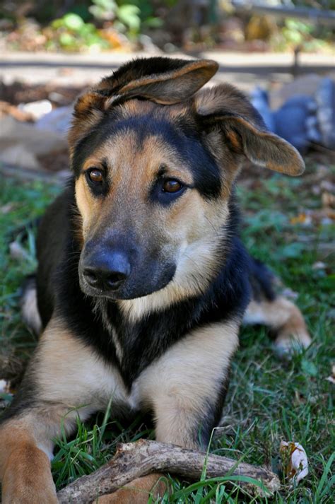 German Shepherd Labrador Border Collie Mix: The Ultimate Canine
Companion