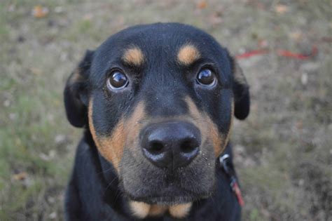 German Shepherd, Rottweiler, Pitbull Mixed Breed