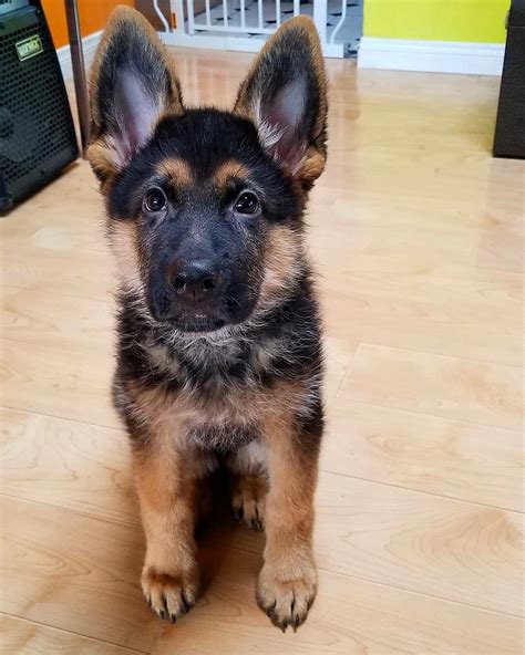 Find Your Perfect Companion: Top German Shepherd Puppies Near Me - Pet ...