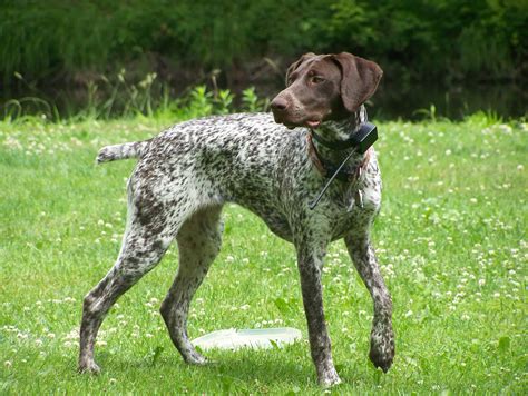 German Shorthaired Pointer Great Dog Breeds