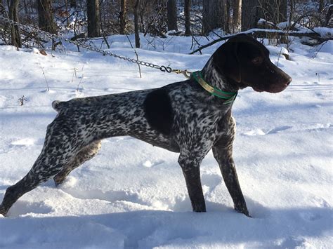 German Shorthaired Pointer Puppies For Sale West Liberty, OH 236688
