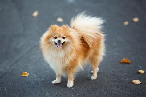 German Spitz Breed Guide Learn about the German Spitz.