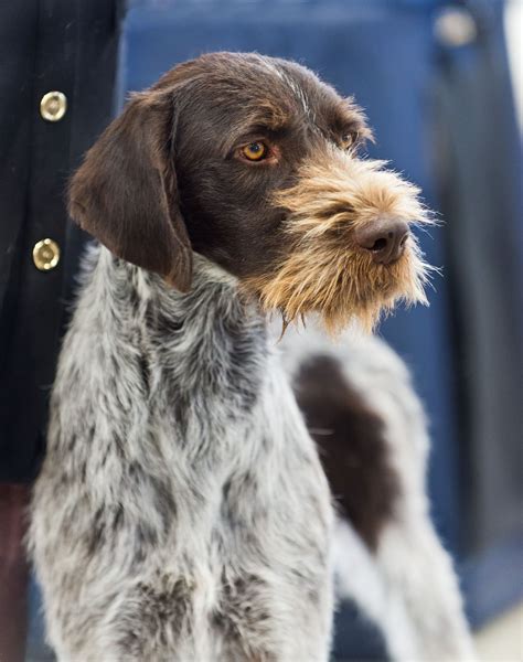 German Wirehaired Pointer Dog Breed Characteristics & Care