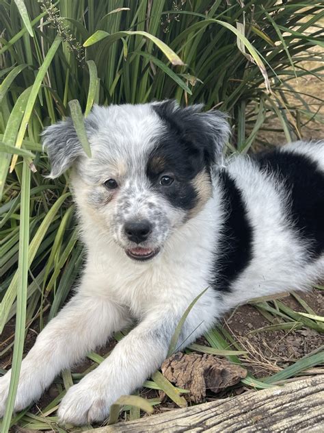 Latest addition to the family, adopted an 8 week old Border Collie
