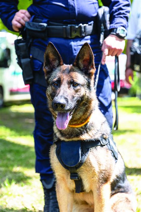 The Ultimate Guide to German Shepherds as Police Dogs: Efficiency, Agility and Loyalty