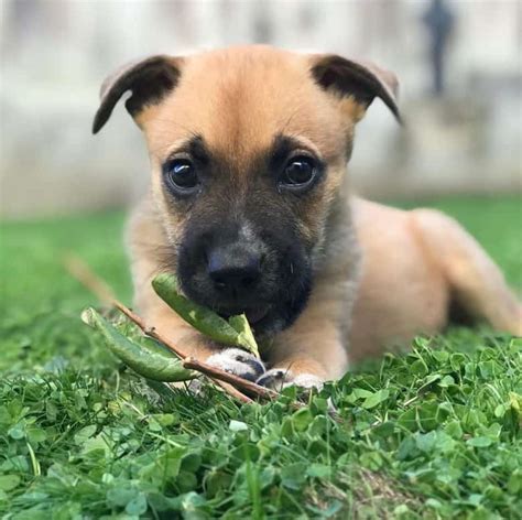 German Shepard Boxer Mix Puppy! Sweet Pinterest Boxer mix puppies