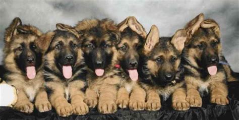 German Shepherd Breeders Las Vegas: Everything You Need To Know