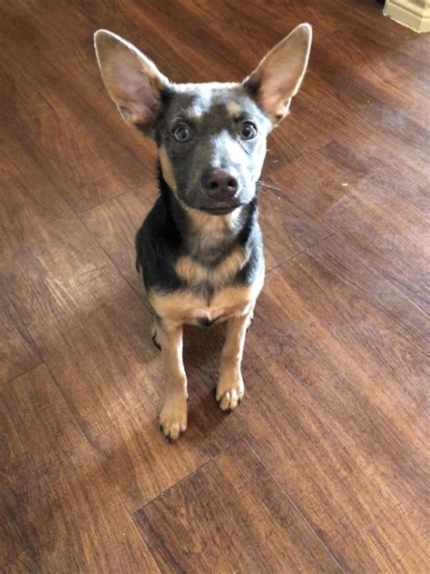 German Shepherd Chihuahua Mix Puppy For Sale Pets Lovers