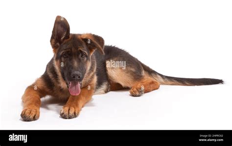 German Shepherd Dog 16 Weeks