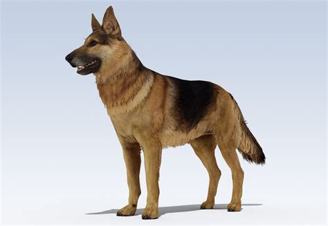 German Shepherd Dog 3d Model