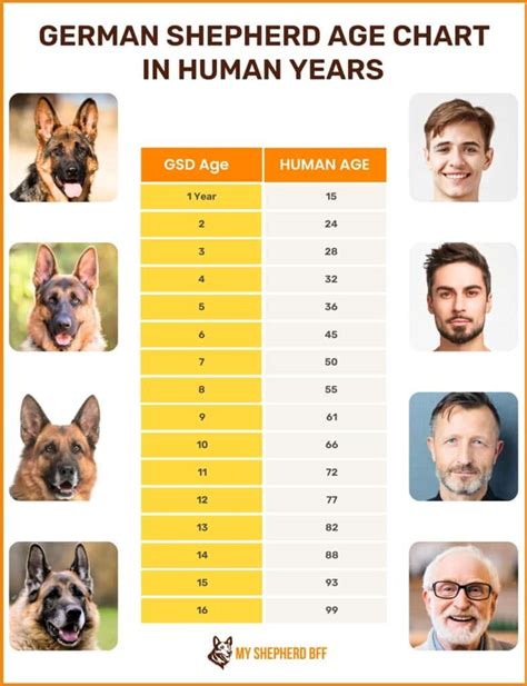 German Shepherd Dog Age