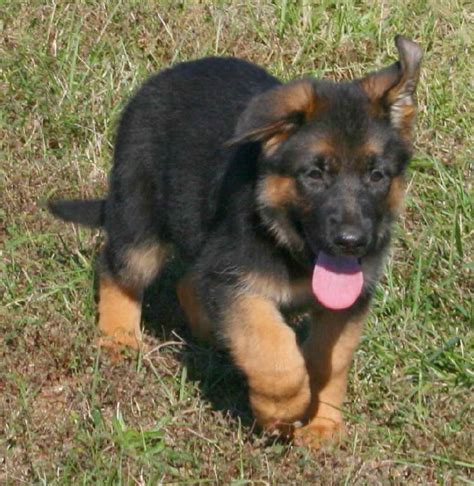 German Shepherd Dog Baby Price