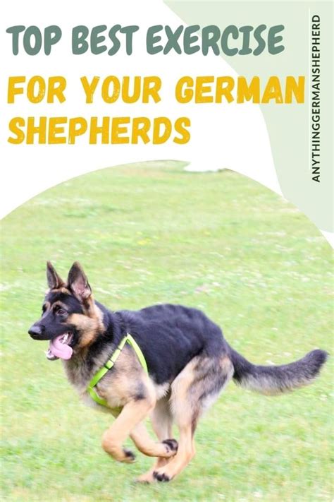 German Shepherd Dog Exercise