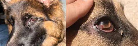 German Shepherd Dog Eye Problems