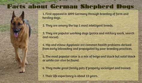 German Shepherd Dog Facts