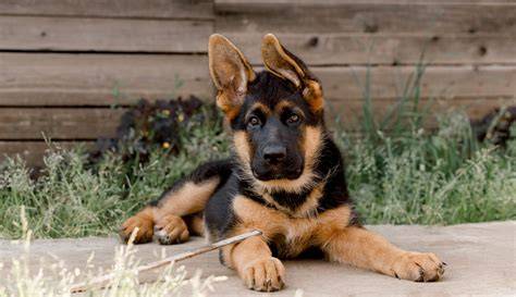 German Shepherd Dog For