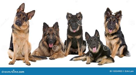 German Shepherd Dog Group