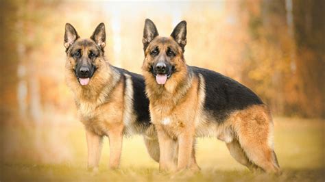 German Shepherd Dog Hd