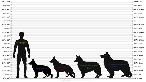 German Shepherd Dog Height
