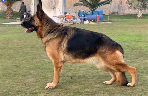 German Shepherd Dog In Pakistan
