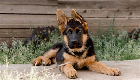 German Shepherd Dog Male