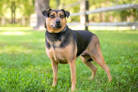 German Shepherd Dog Mix