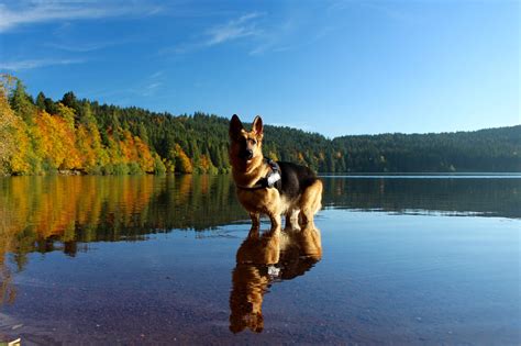 German Shepherd Dog Nature