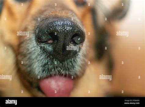 German Shepherd Dog Nose