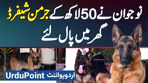 German Shepherd Dog Price In Pakistan