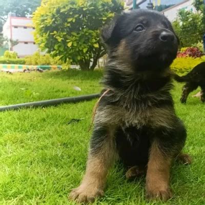 German Shepherd Dog Price In Patna