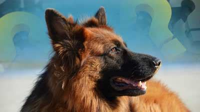 German Shepherd Dog Quiz